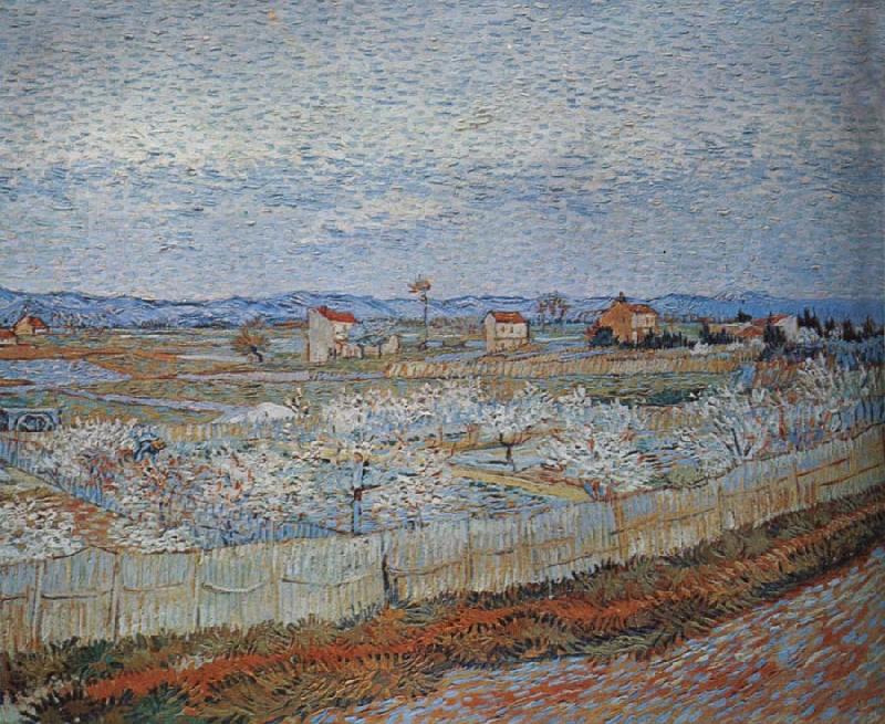 Vincent Van Gogh Peach trees in blossom